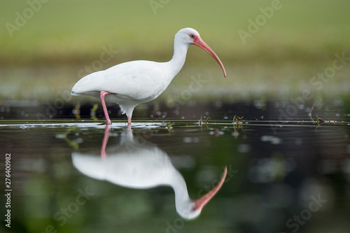Wading White Ibis and Reflection
