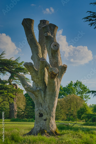 Tree stump in the park © Ajith