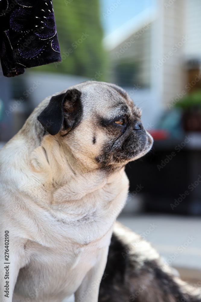 Obraz premium Pug Gaze 