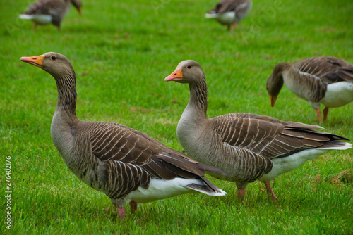 Geese in the meadow