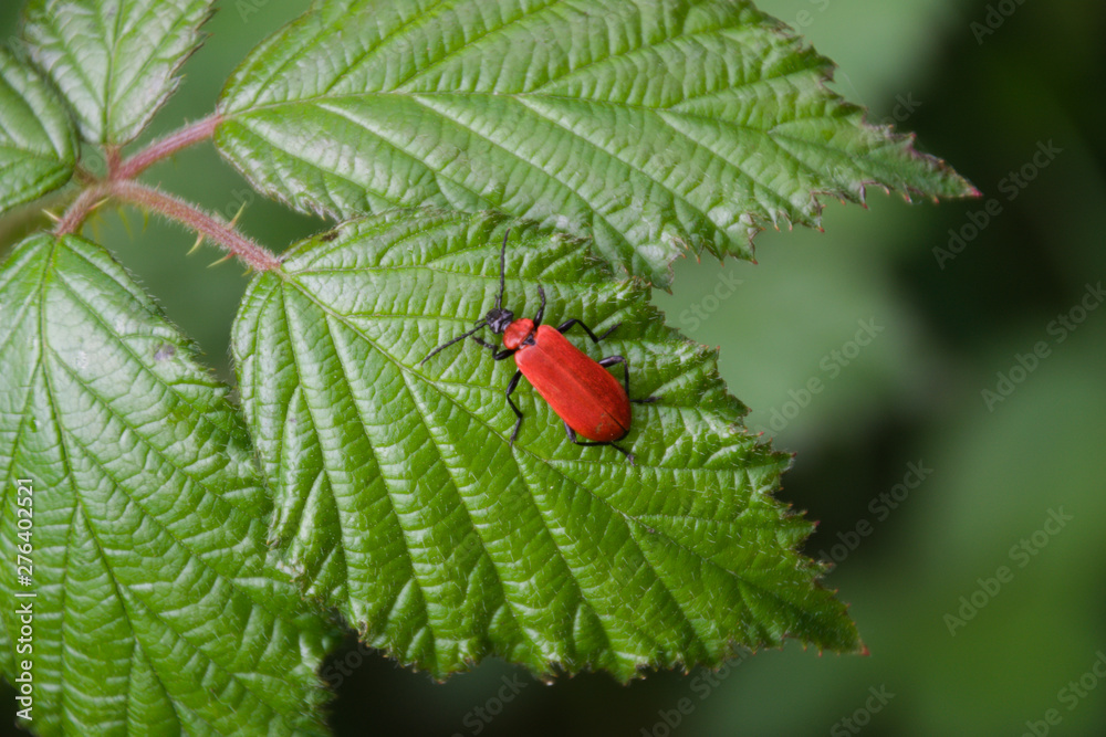 Obraz premium Red Lilly bug on a leaf
