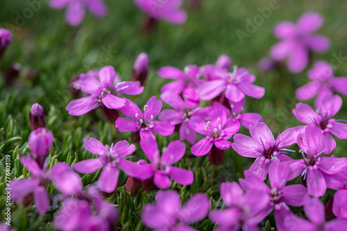 Closeup of moss campion in the Austrian Alps