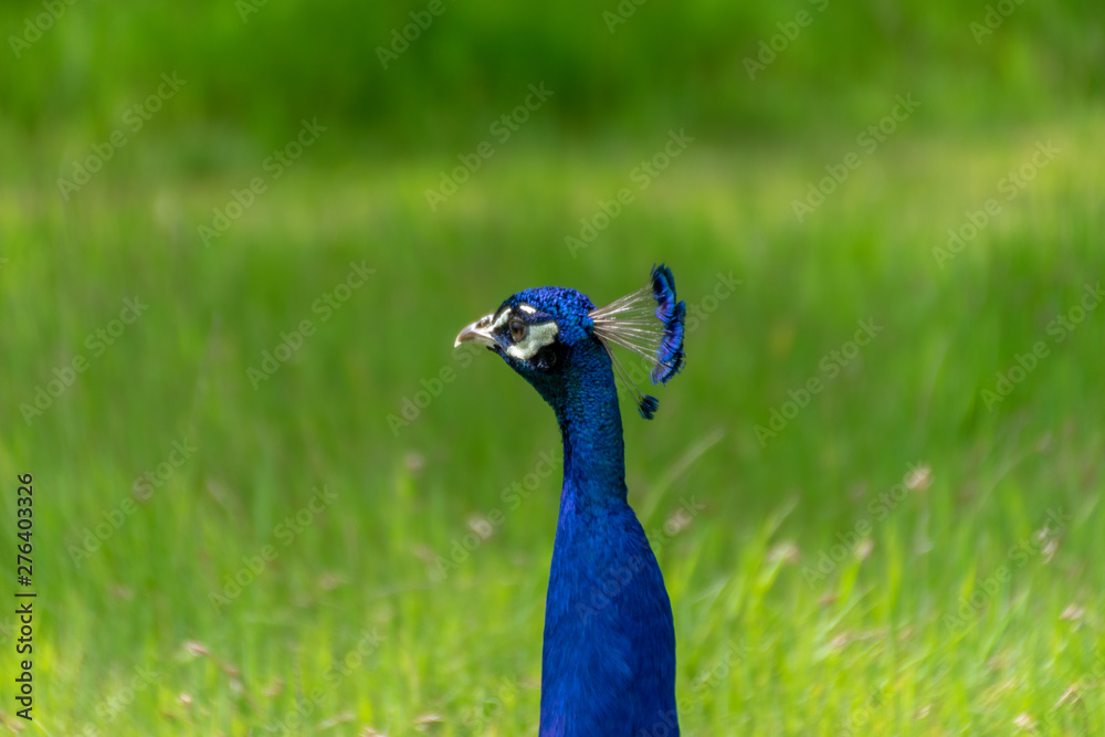 Obraz premium Peacock in green background