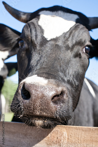 black and white cow muzzle closeup front view with focus on the nose on outdoor blue sky background