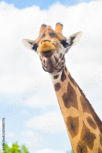 funny face of cute giraffe in african safari park