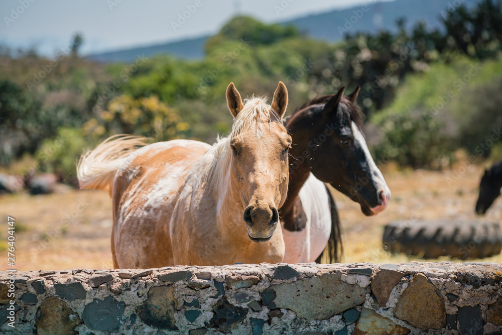 two horses relaxing in a paddock field after a hard day's riding two horses relaxing in a paddock field after a hard day's riding