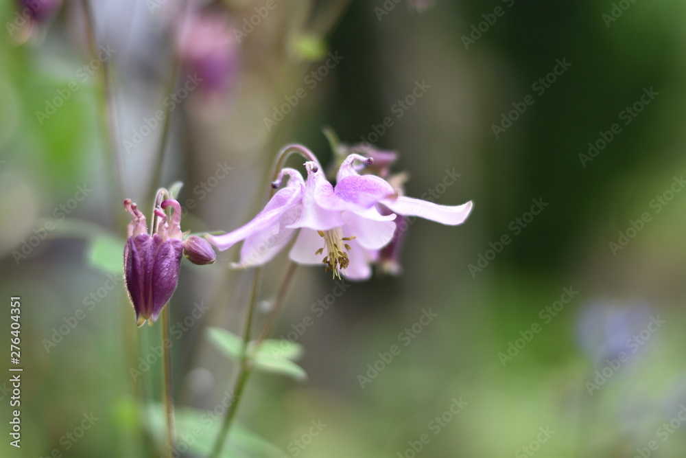 Blühende Akelei (Aquilegia)