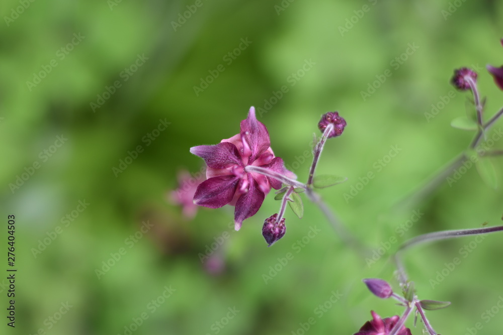 Blühende Akelei (Aquilegia) Blühende Akelei (Aquilegia)