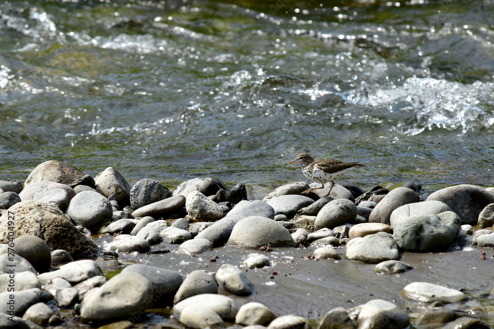 Obraz premium A spotted sandpiper (Actitis macularius) walking along Ship Creek near Anchorage, Alaska.