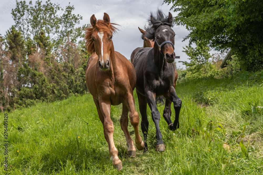 Fototapeta premium Jährlinge auf der Wiese