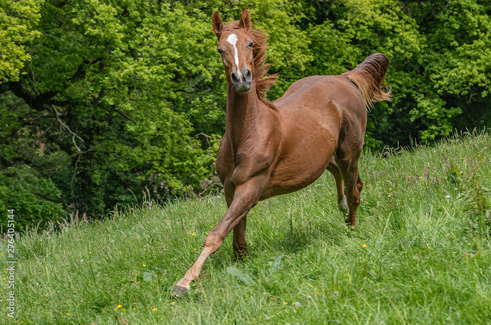 Fototapeta premium frecher Junghengst kommt aufmerksam herangaloppiert