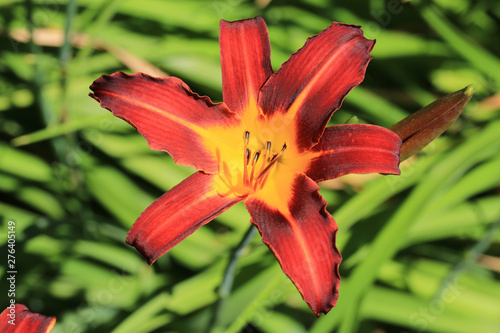 Beautiful blooming day lily in July photo