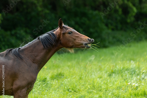 Pferd mit Gras im Maul flemt photo