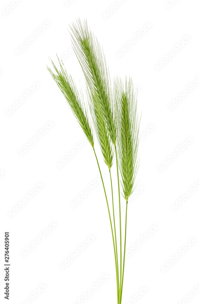 Green spikelets isolated on a white background Green spikelets isolated on a white background