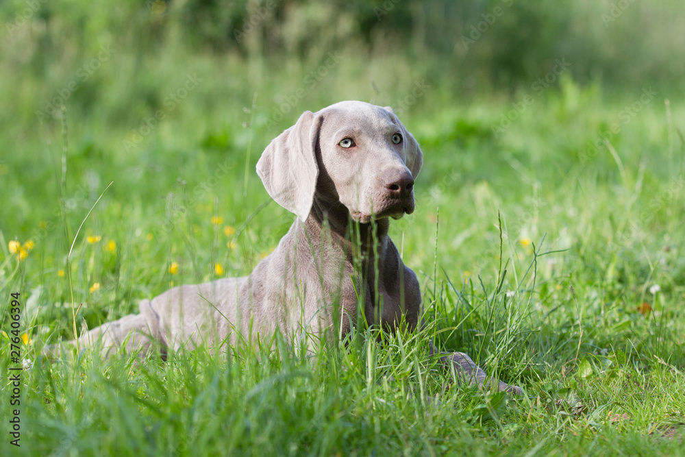 großer grauer Hund, Weimeranerwelpe liegt im Kommando Platz auf einer grünen Wiese und schaut aufmerksam, hübscher Rüde, Jagdhund in Ausbildung großer grauer Hund, Weimeranerwelpe liegt im Kommando Platz auf einer grünen Wiese und schaut aufmerksam, hübscher Rüde, Jagdhund in Ausbildung