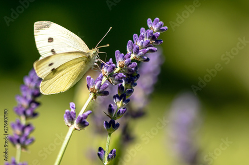 Insekten und Lavendel