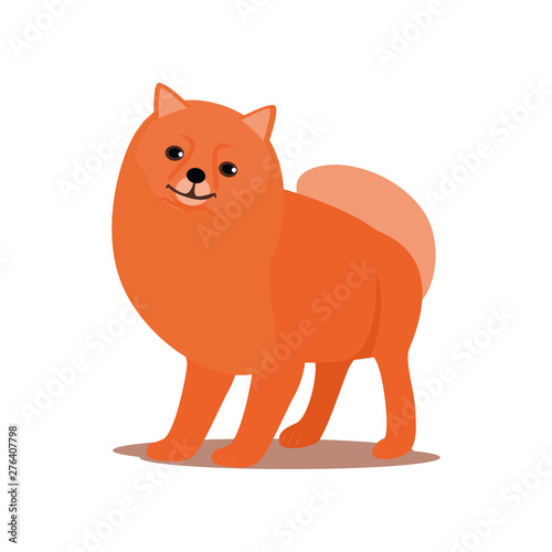 Funny red spitz dog is ready for outdoor walking