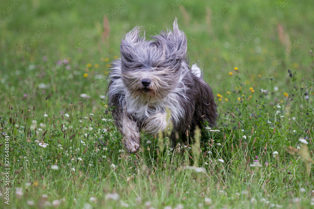 bearded collie beim spielen bearded collie beim spielen