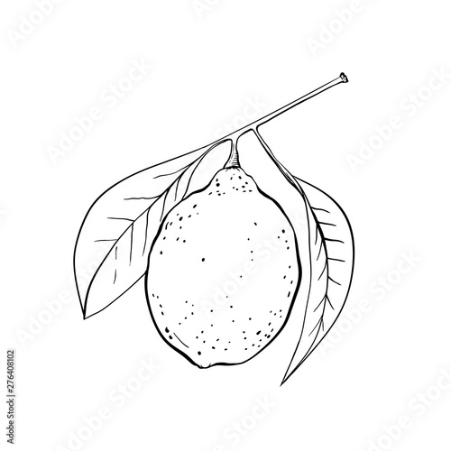 Lemon hand drawn illustration. Fruit ink pen outline sketch. Black and white clipart. Realistic citrus plant with leaves freehand drawing. Isolated monochrome floral design element