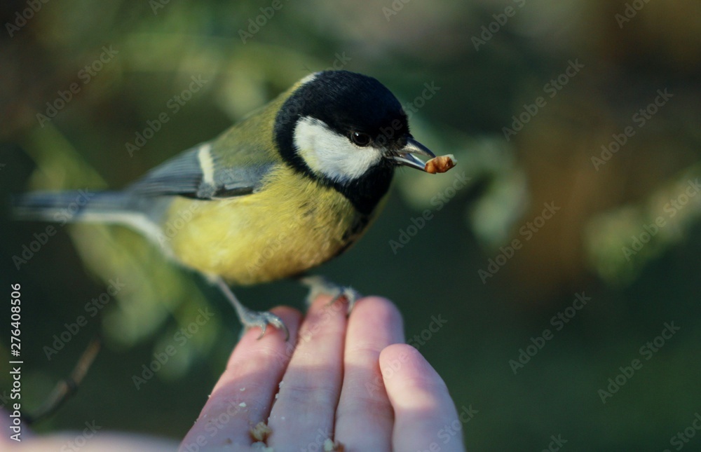 Obraz premium feeding great tit 