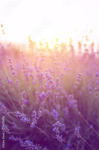 Lavender field on a summer evening at sunset.