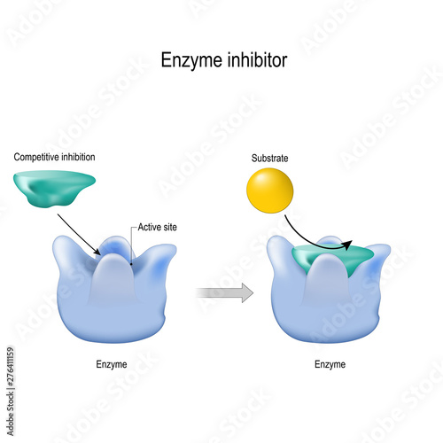 competitive inhibition. enzyme inhibitor is a molecule that binds (blocking) to an enzyme and decreases its activity