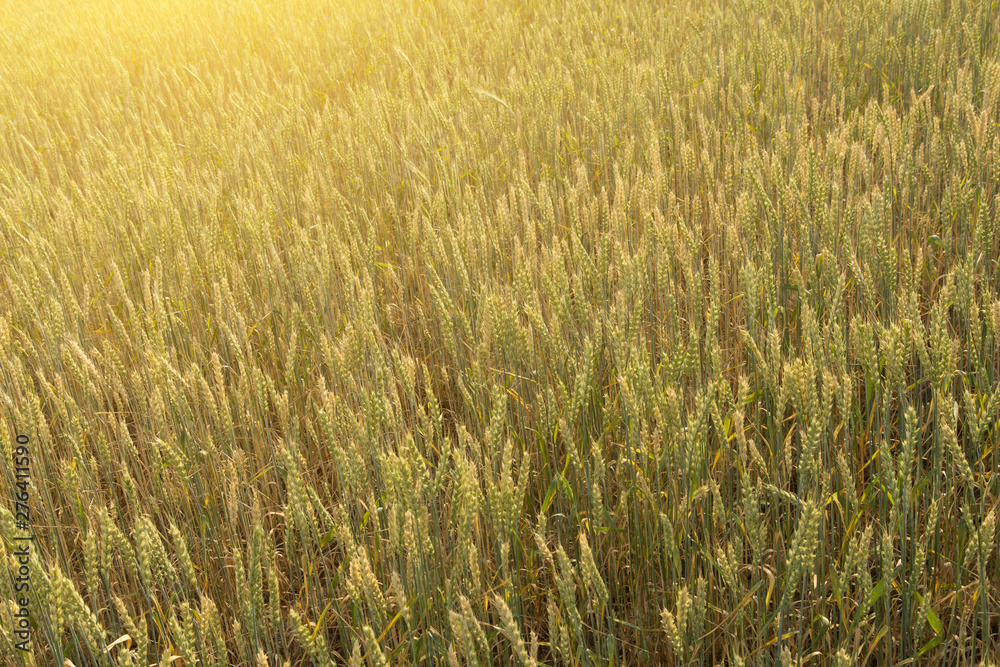 Wheat ears in agriculture field in sunlight, background texture