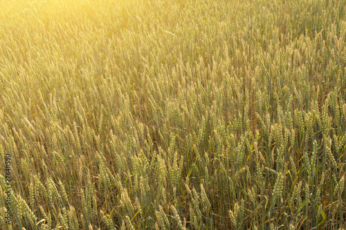 Wheat ears in agriculture field in sunlight  background texture