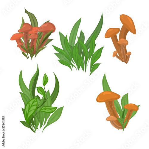 Vector illustration of mushrooms set isolated on white background.
