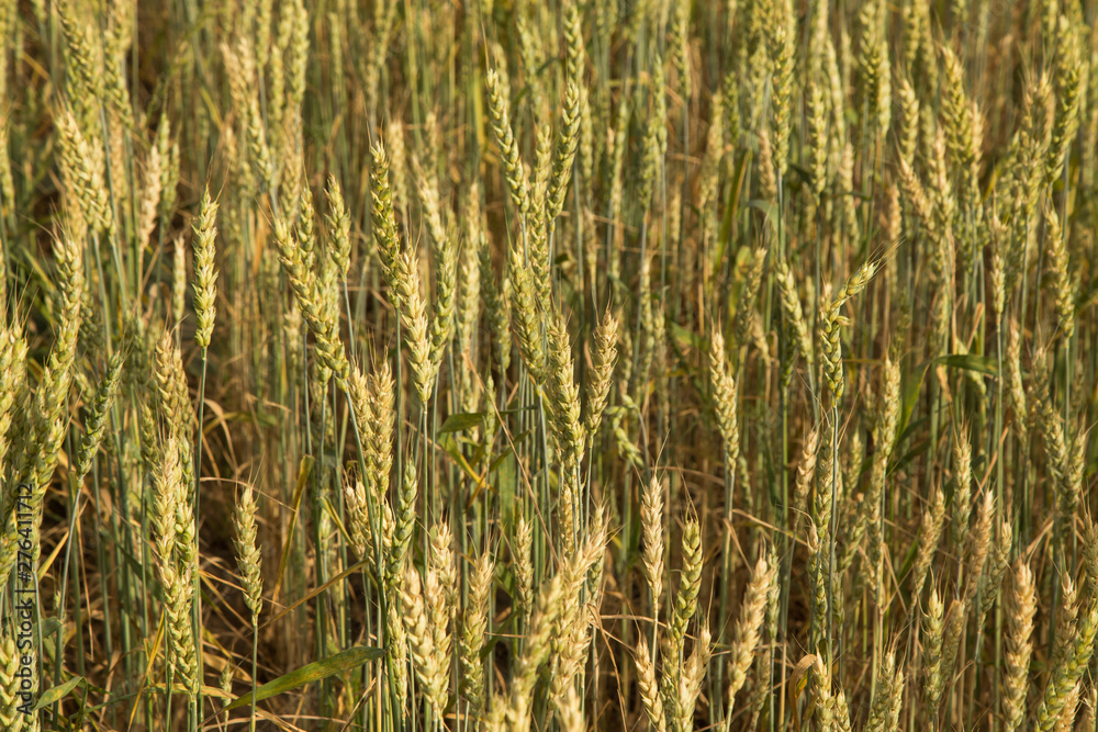 Obraz premium Green yellow wheat ears in field close up, background texture