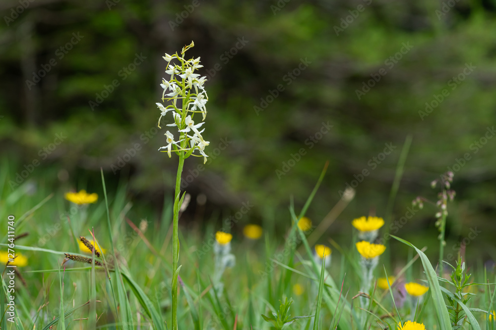 Obraz premium Closeup of a lesser butterfly-orchid in the Austrian Alps