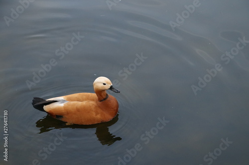 Obraz na płótnie Duck Ogar