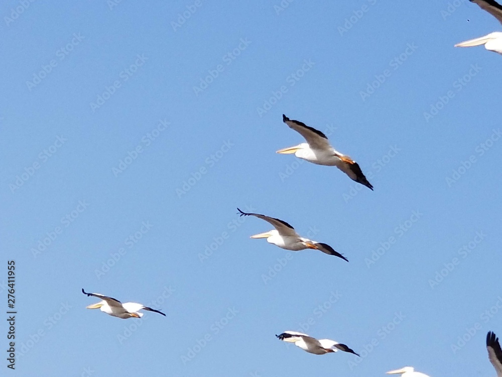 flock of seagulls