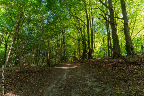 Forests between Saunderton and West Wycombe  Buckinghamshire