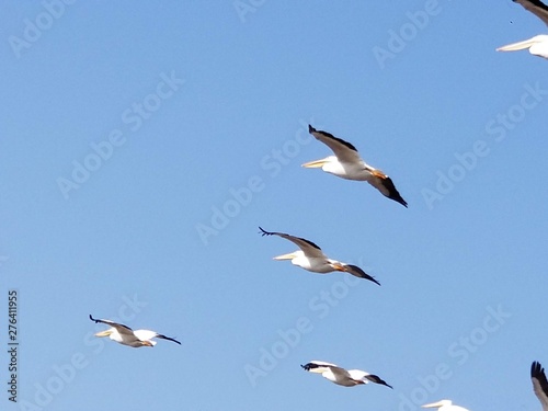 flock of seagulls © Oksana