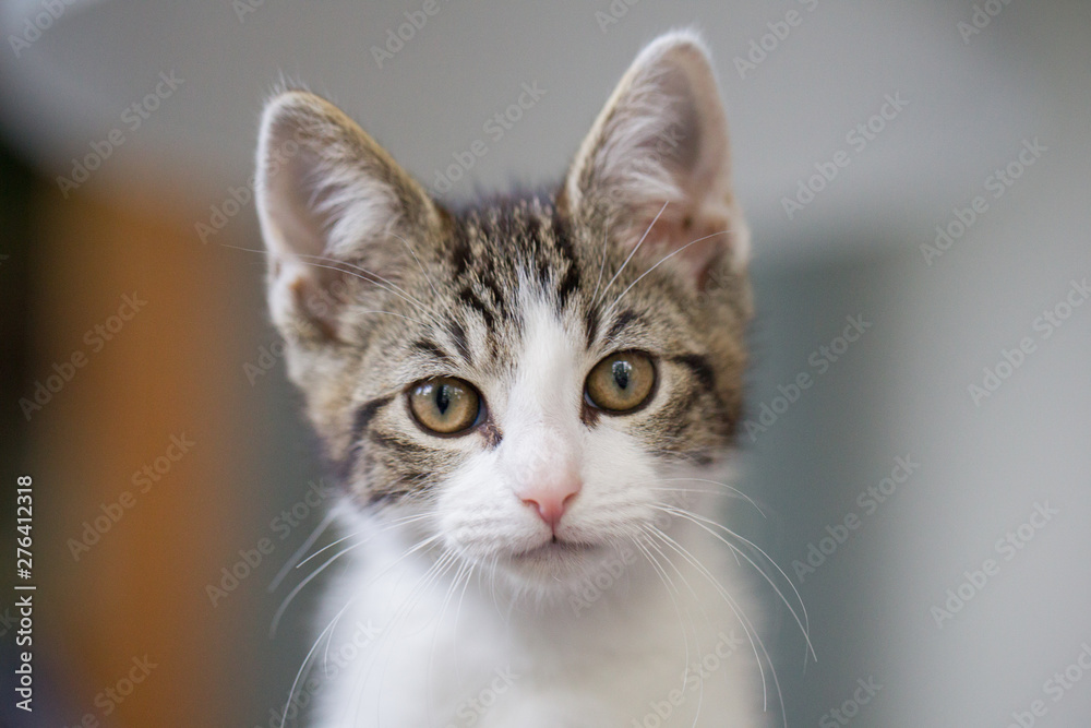 Katze Kätzchen Katzenkinder in einer Wohnung schaut direkt in die Kamera, kleiner Stubentiger schaut aufmerksam und neugierig, weiß getigertes Kätzchen lauscht