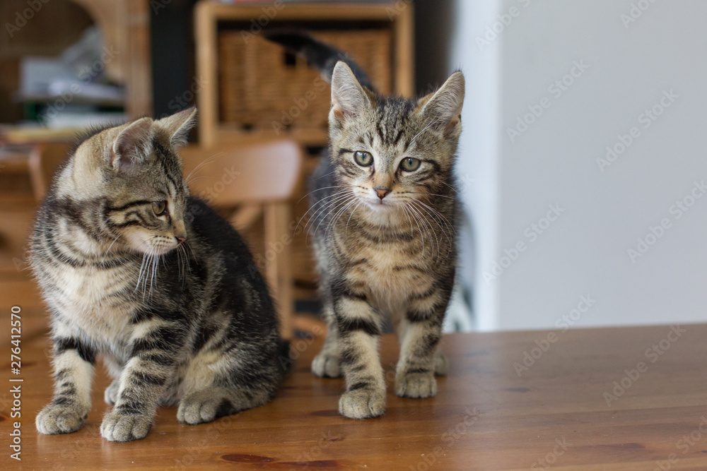 Katzenkinder Katzenkinder