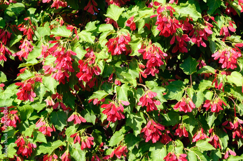 Red seed pods of the Tatar maple, acer tataricum. © delobol