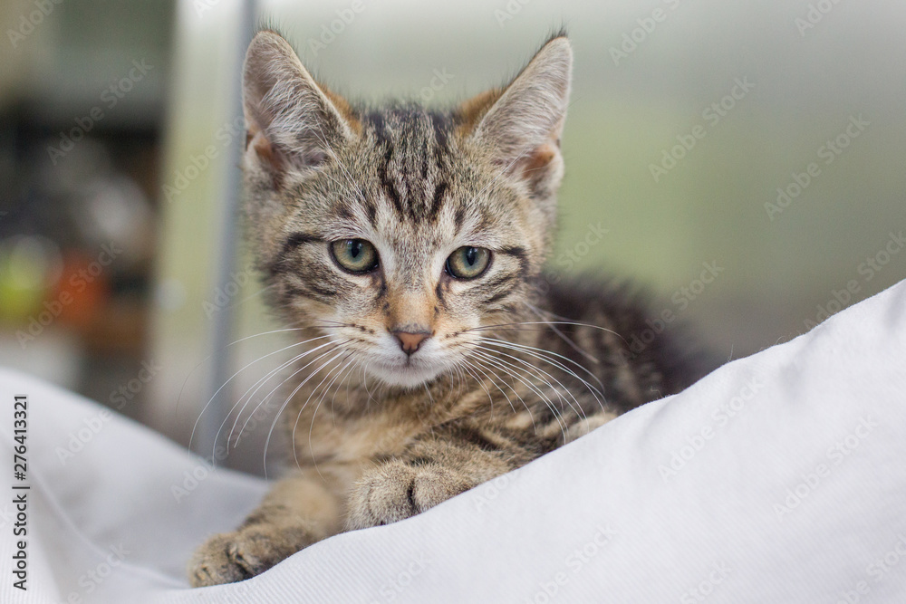 Katzenkinder Katze Mischlingskatze liegt auf Kissen und beobachtet