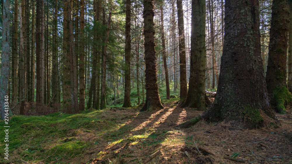 Fototapeta premium Pine forest in Scotland