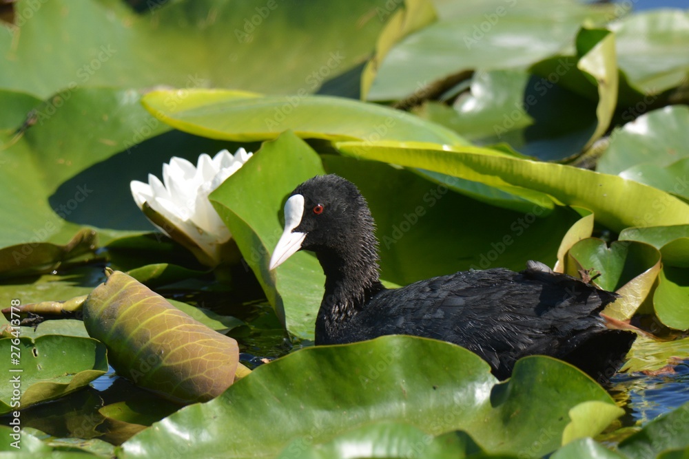 Fototapeta premium coot between the water lilies