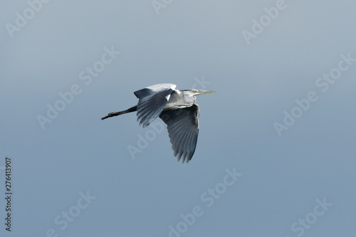 fliegender Graureiher (Ardea cinerea) - flying Grey heron photo