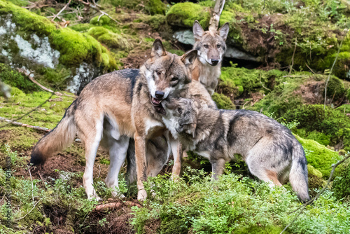 A lone Timber wolf or Grey Wolf Canis lupus standing on a rocky cliff looking back on a rainy day in autumn in Quebec  Canada