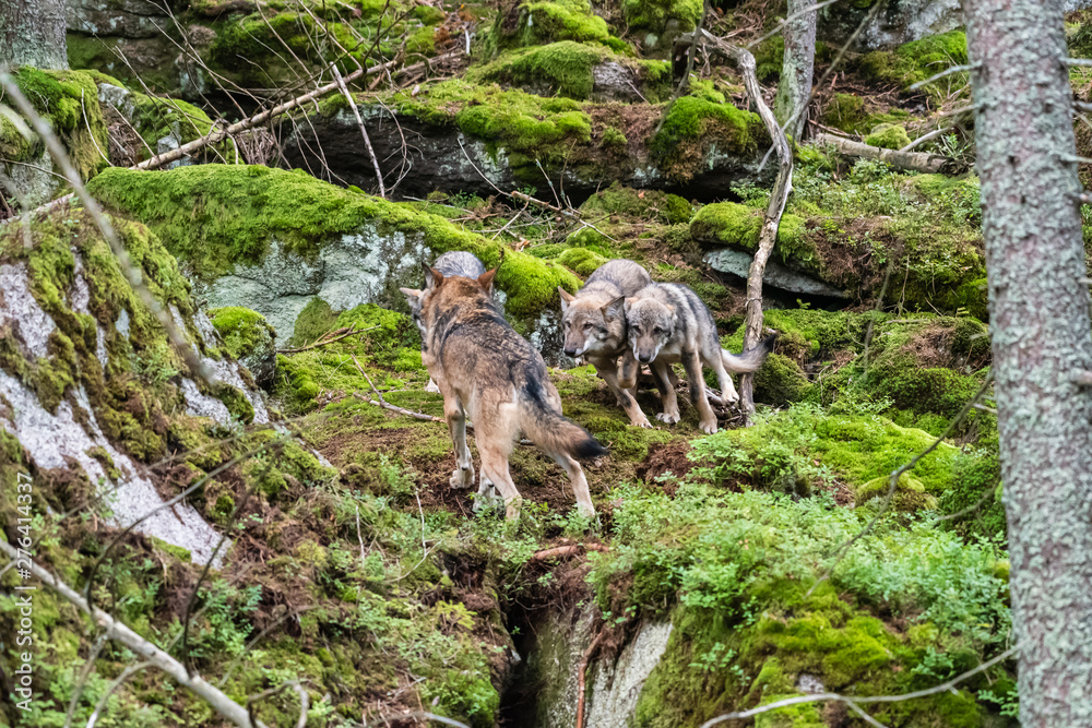 A lone Timber wolf or Grey Wolf Canis lupus standing on a rocky cliff looking back on a rainy day in autumn in Quebec, Canada A lone Timber wolf or Grey Wolf Canis lupus standing on a rocky cliff looking back on a rainy day in autumn in Quebec, Canada