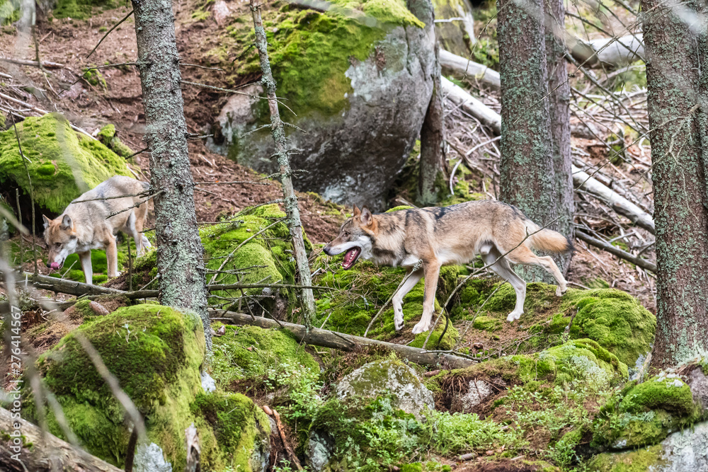 Naklejka premium A lone Timber wolf or Grey Wolf Canis lupus standing on a rocky cliff looking back on a rainy day in autumn in Quebec, Canada