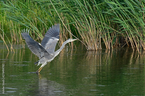 Graureiher (Ardea cinerea) - Grey heron photo