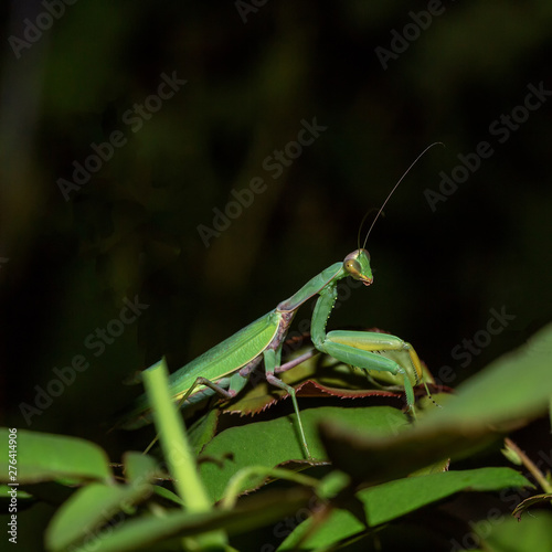 Mantis in nature in the Park hunts at night.