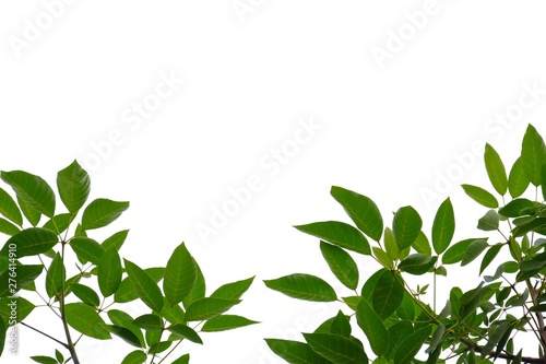 Tropical tree leaves with branches on white isolated background for green foliage backdrop 