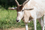 Closeup of addax antelope face