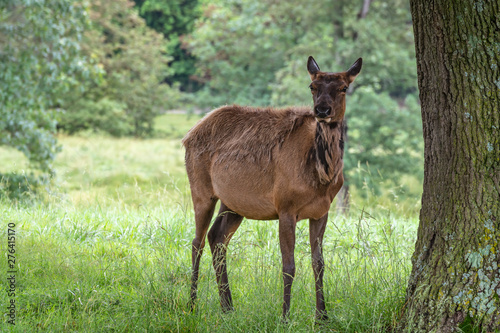 Mature doe elk standing near a tree